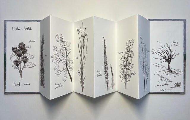 Ulstér Scotch Plant Names