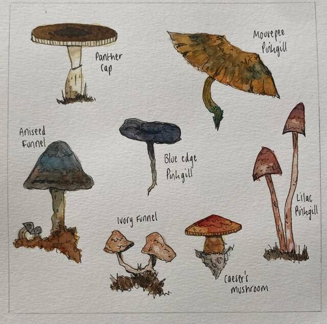 Fungi