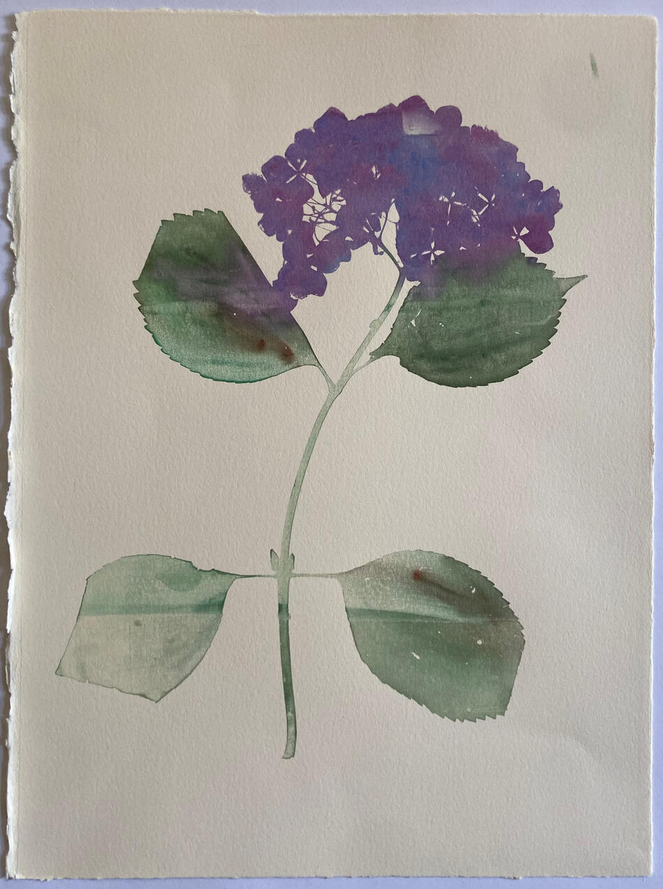 Hydrangea